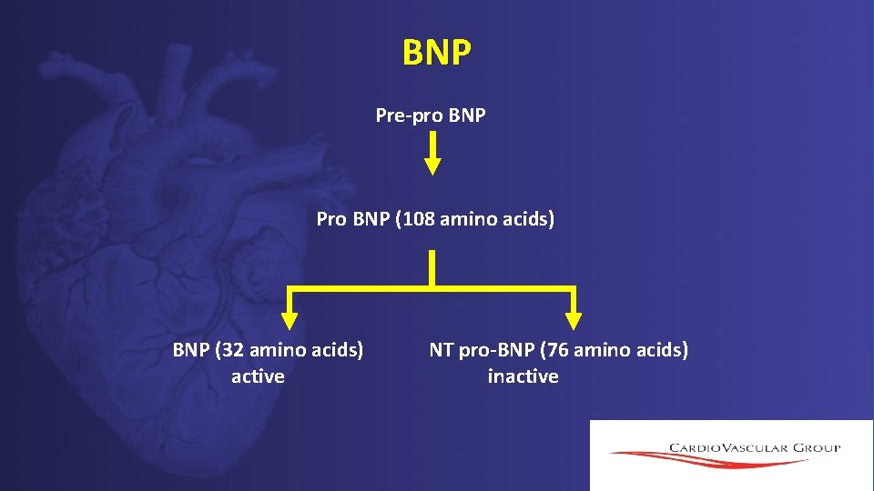 BNP Pre-pro BNP Pro BNP (108 amino acids) BNP (32 amino acids) active NT BNP Pre-pro BNP Pro BNP (108 amino acids) BNP (32 amino acids) active NT
