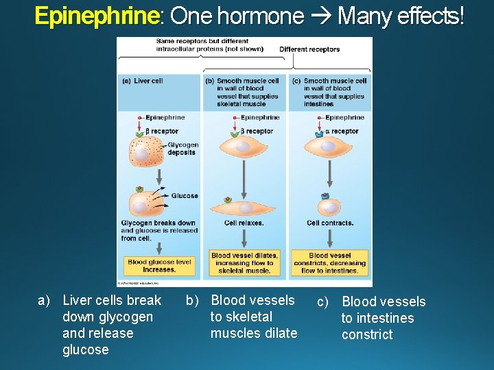Epinephrine: One hormone Many effects! a) Liver cells break down glycogen and release glucose