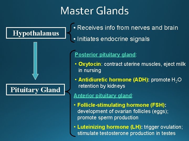 Master Glands Hypothalamus • Receives info from nerves and brain • Initiates endocrine signals
