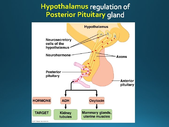 Hypothalamus Posterior Pituitary 