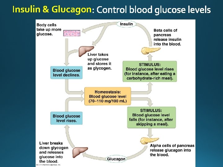 Insulin & Glucagon 
