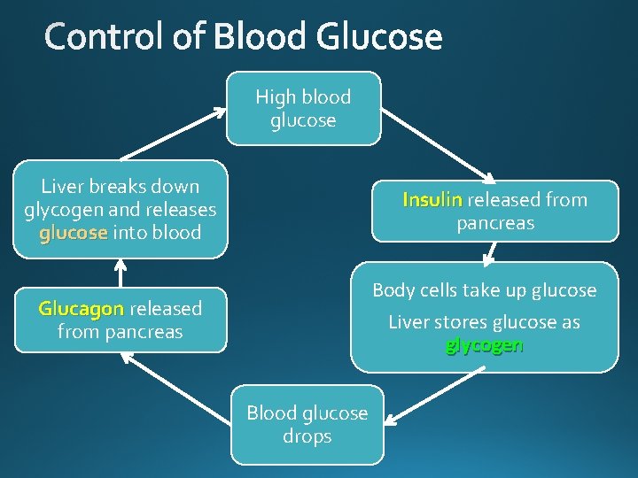 High blood glucose Liver breaks down glycogen and releases glucose into blood Insulin released