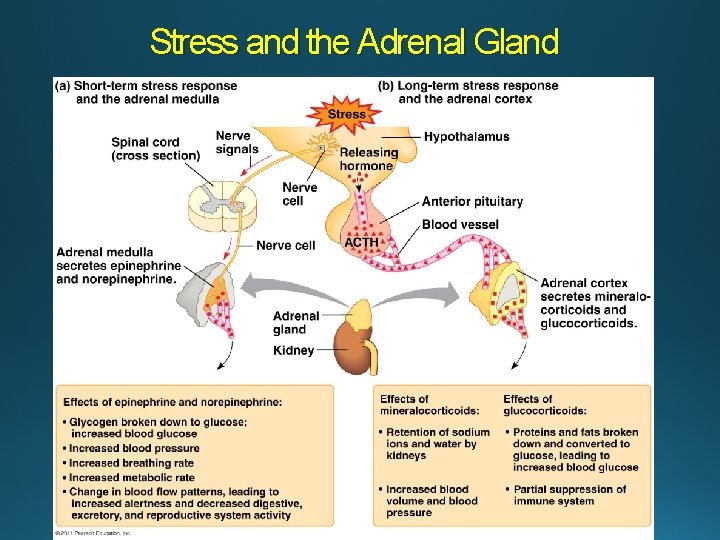 Stress and the Adrenal Gland 