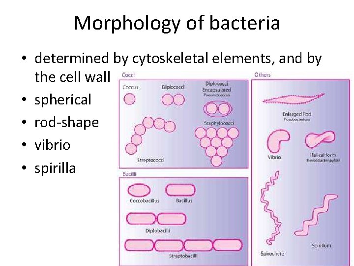 Morphology of bacteria • determined by cytoskeletal elements, and by the cell wall •