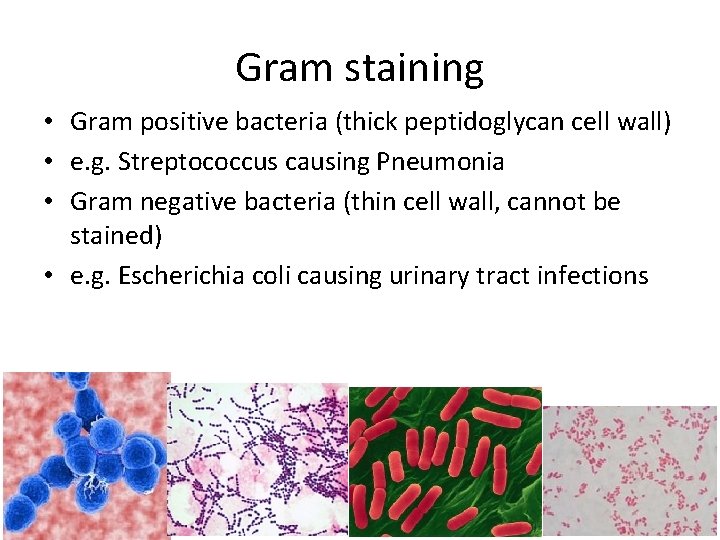 Gram staining • Gram positive bacteria (thick peptidoglycan cell wall) • e. g. Streptococcus