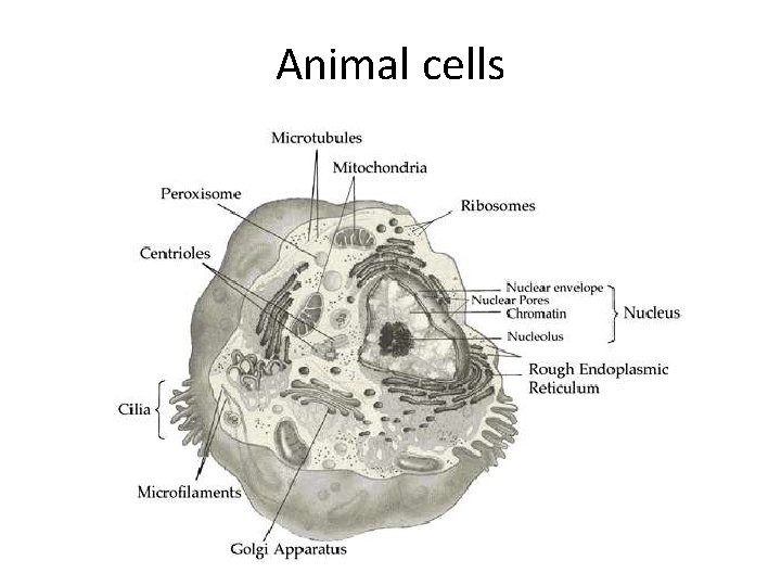 Animal cells 