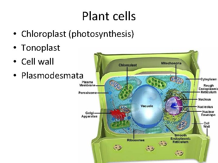 Plant cells • • Chloroplast (photosynthesis) Tonoplast Cell wall Plasmodesmata 