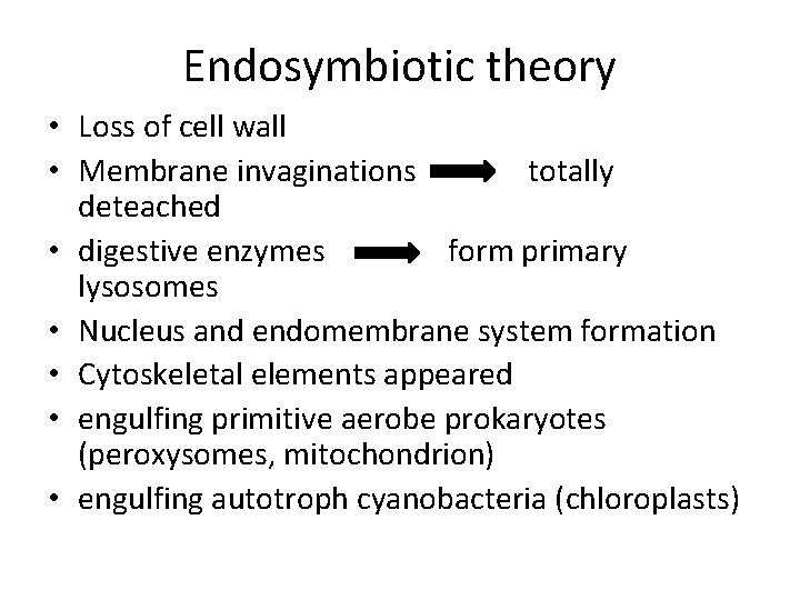 Endosymbiotic theory • Loss of cell wall • Membrane invaginations totally deteached • digestive