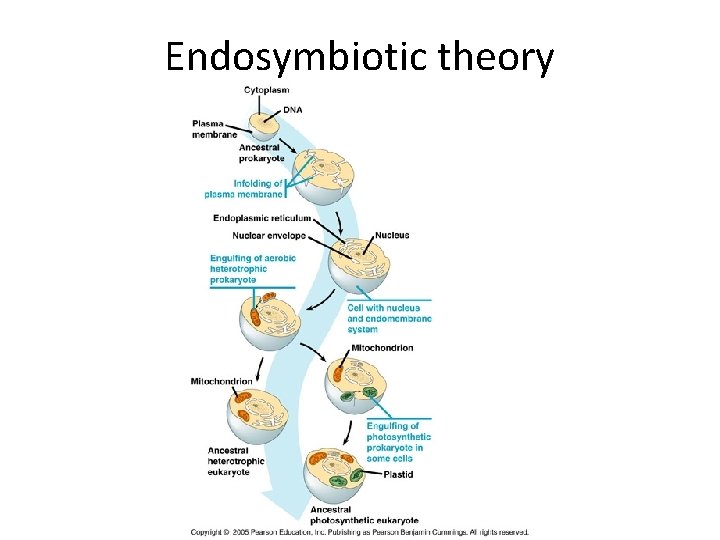 Endosymbiotic theory 