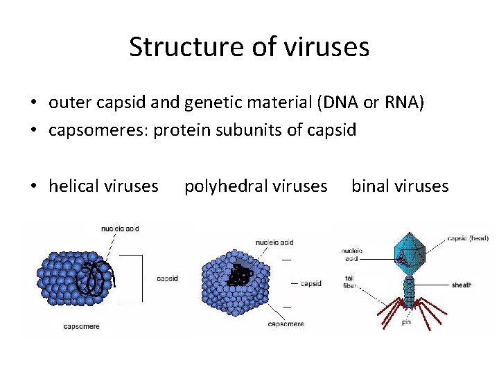 Structure of viruses • outer capsid and genetic material (DNA or RNA) • capsomeres: