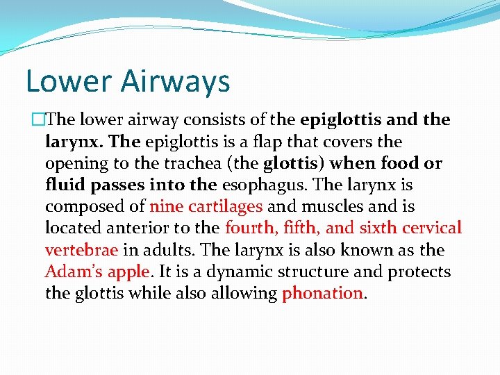 Lower Airways �The lower airway consists of the epiglottis and the larynx. The epiglottis