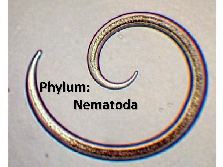 Phylum: Nematoda 