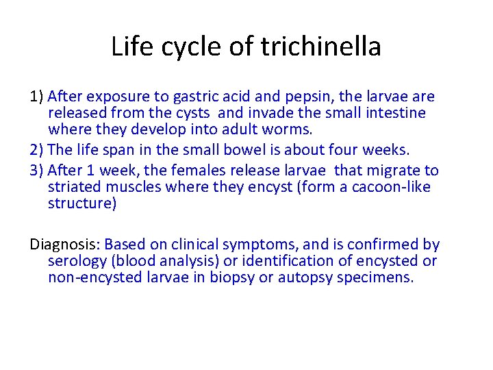 Life cycle of trichinella 1) After exposure to gastric acid and pepsin, the larvae