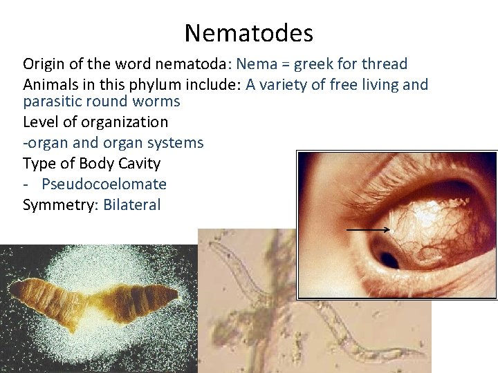 Nematodes Origin of the word nematoda: Nema = greek for thread Animals in this