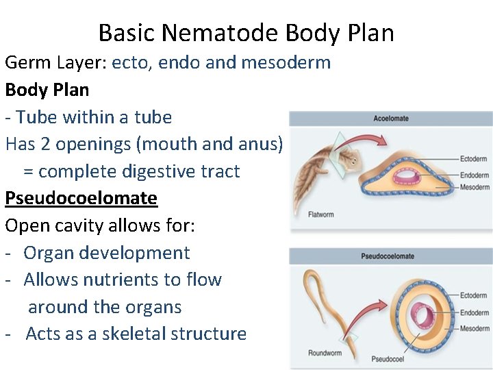 Basic Nematode Body Plan Germ Layer: ecto, endo and mesoderm Body Plan - Tube