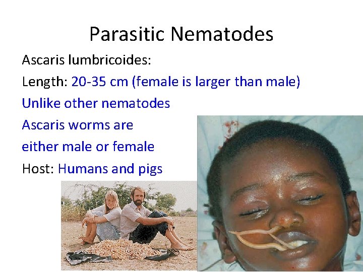 Parasitic Nematodes Ascaris lumbricoides: Length: 20 -35 cm (female is larger than male) Unlike