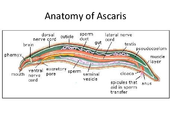 Anatomy of Ascaris 