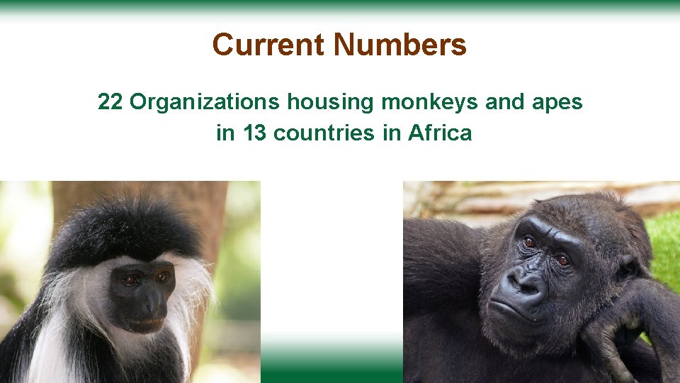 Current Numbers 22 Organizations housing monkeys and apes in 13 countries in Africa 