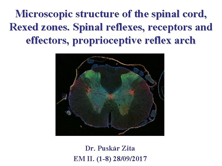 Microscopic structure of the spinal cord, Rexed zones. Spinal reflexes, receptors and effectors, proprioceptive