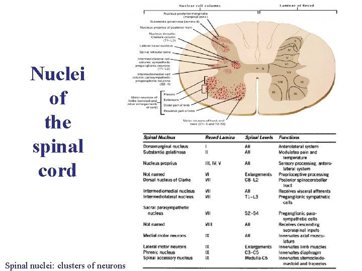 Nuclei of the spinal cord Spinal nuclei: clusters of neurons 