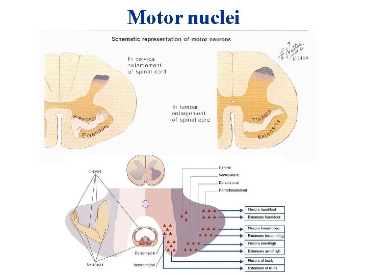 Motor nuclei 