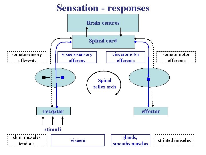 Sensation - responses Brain centres Spinal cord somatosensory afferents viscerosensory afferens visceromotor efferents somatomotor