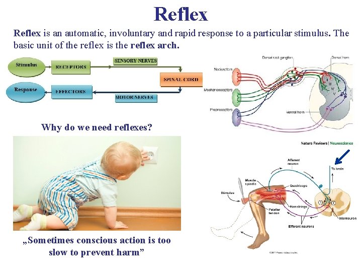 Reflex is an automatic, involuntary and rapid response to a particular stimulus. The basic