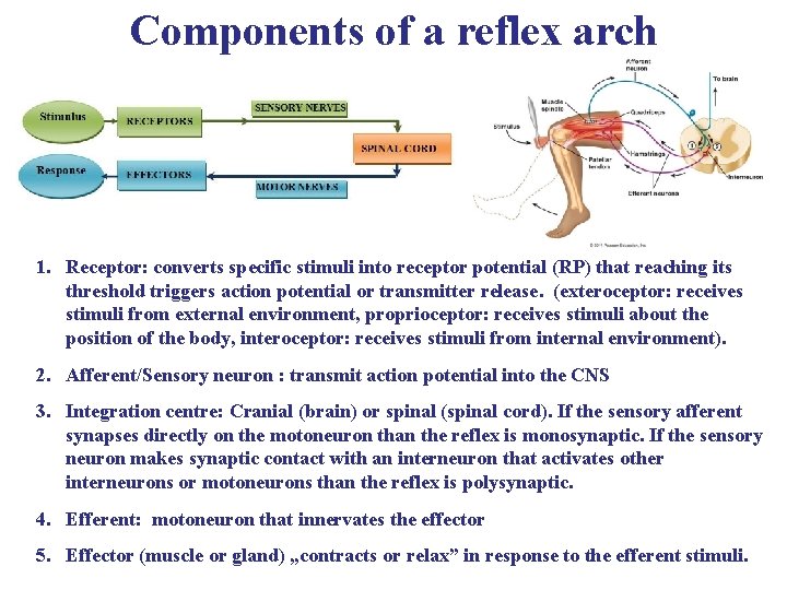 Components of a reflex arch 1. Receptor: converts specific stimuli into receptor potential (RP)