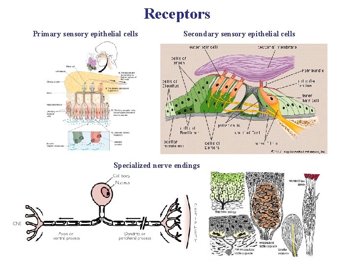 Receptors Primary sensory epithelial cells Secondary sensory epithelial cells Specialized nerve endings 