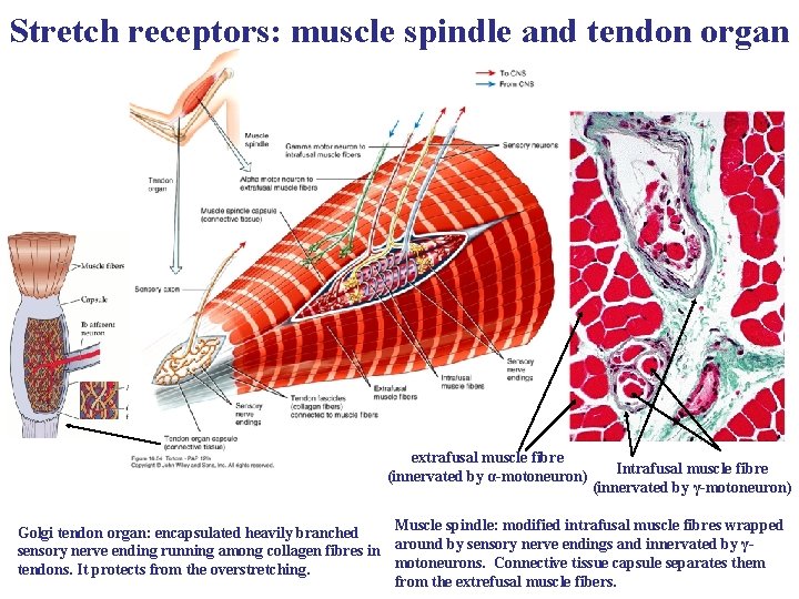 Stretch receptors: muscle spindle and tendon organ extrafusal muscle fibre (innervated by α-motoneuron) Intrafusal