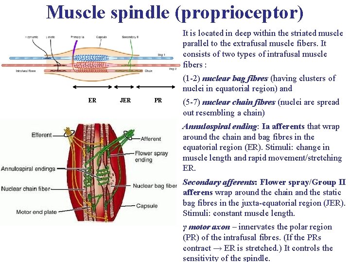 Muscle spindle (proprioceptor) It is located in deep within the striated muscle parallel to