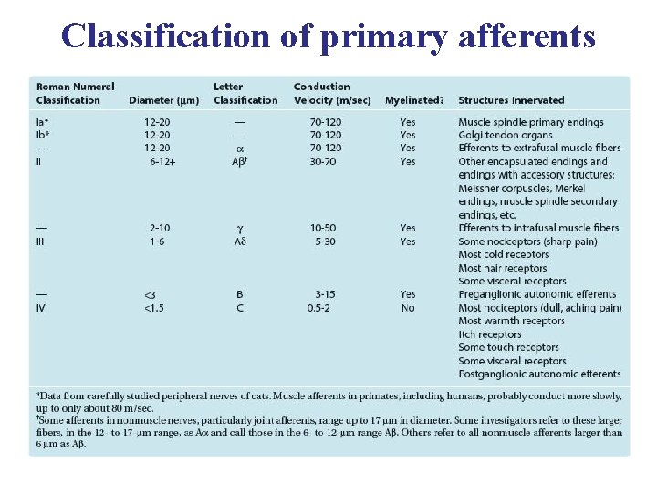 Classification of primary afferents bag chain 