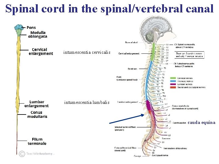 Spinal cord in the spinal/vertebral canal intumescentia cervicalis intumescentia lumbalis cauda equina 