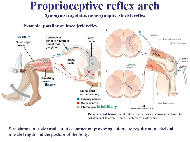 Proprioceptive reflex arch Synonyms: myotatic, monosynaptic, stretch reflex Example: patellar or knee jerk reflex