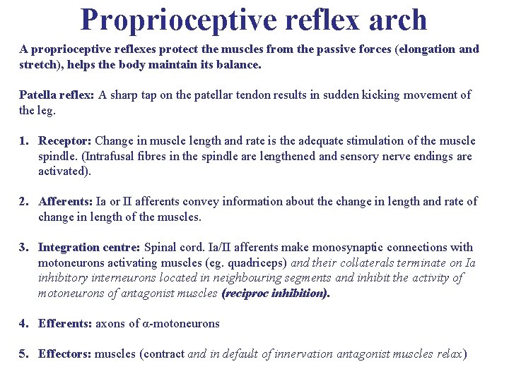 Proprioceptive reflex arch A proprioceptive reflexes protect the muscles from the passive forces (elongation