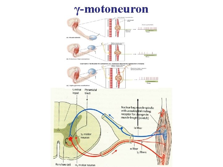 γ-motoneuron 