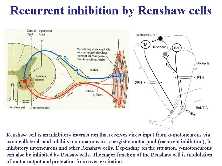 Recurrent inhibition by Renshaw cells Renshaw cell is an inhibitory interneuron that receives direct