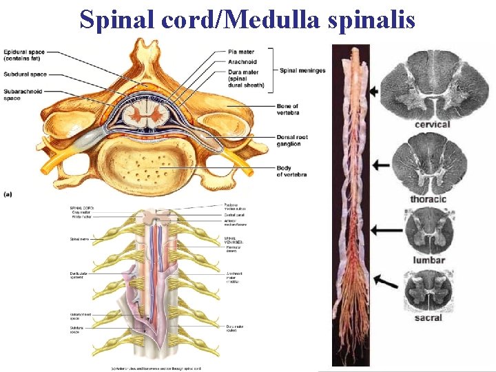 Spinal cord/Medulla spinalis 