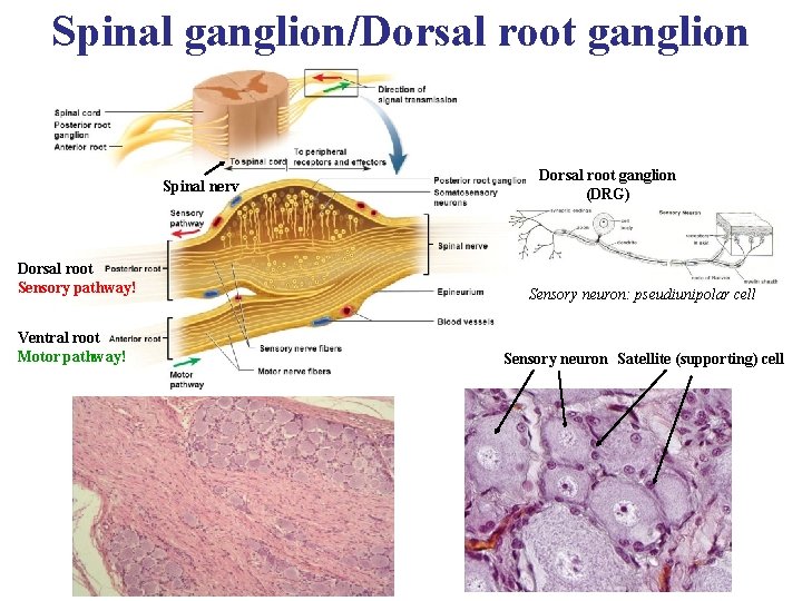 Spinal ganglion/Dorsal root ganglion Spinal nerv Dorsal root Sensory pathway! Ventral root Motor pathway!