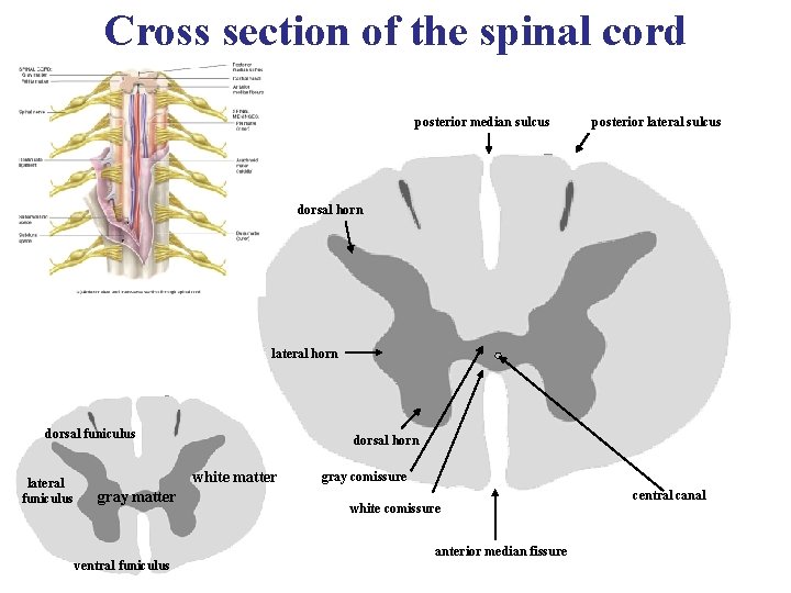 Cross section of the spinal cord posterior median sulcus posterior lateral sulcus dorsal horn