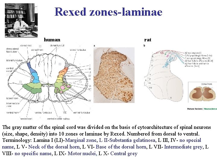 Rexed zones-laminae human rat The gray matter of the spinal cord was divided on