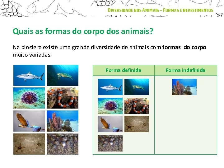 Quais as formas do corpo dos animais? Na biosfera existe uma grande diversidade de