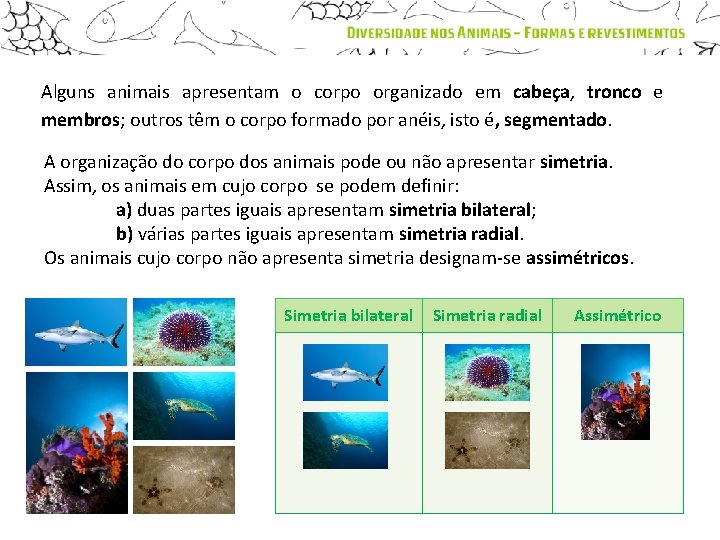 Alguns animais apresentam o corpo organizado em cabeça, tronco e membros; outros têm o