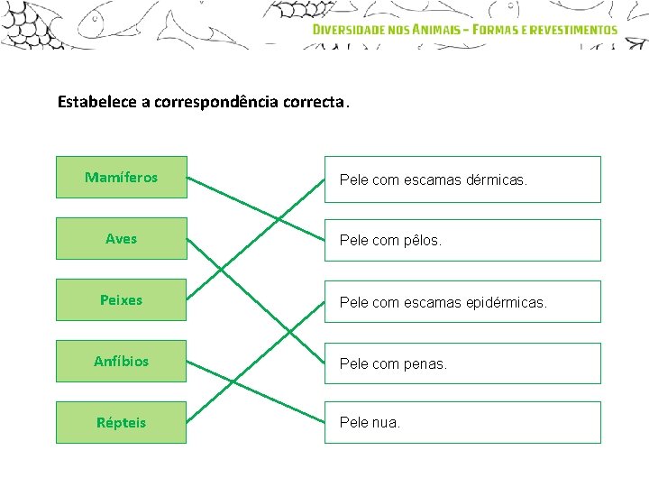 Estabelece a correspondência correcta. Mamíferos Aves Peixes Pele com escamas dérmicas. Pele com pêlos.