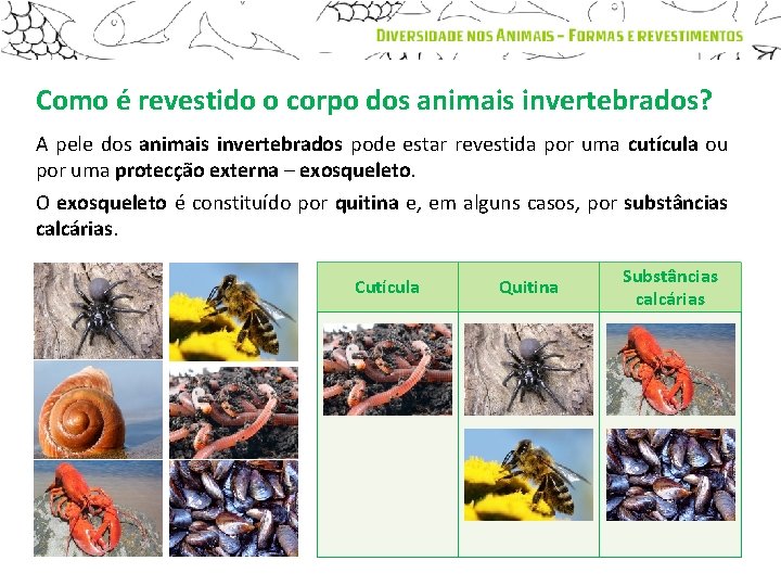 Como é revestido o corpo dos animais invertebrados? A pele dos animais invertebrados pode