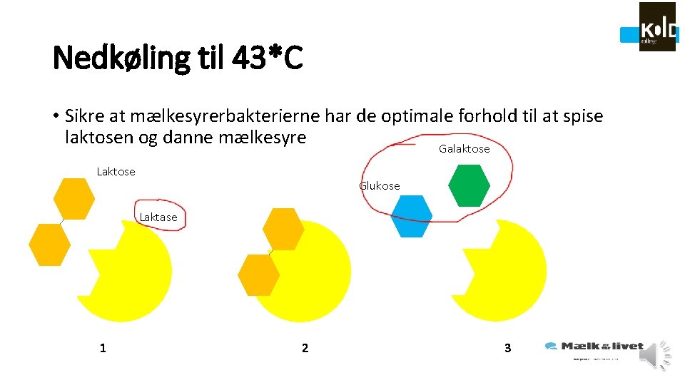 Nedkøling til 43*C • Sikre at mælkesyrerbakterierne har de optimale forhold til at spise