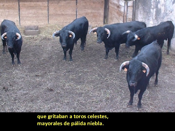 que gritaban a toros celestes, mayorales de pálida niebla. que gritaban a toros celestes, mayorales de pálida niebla.