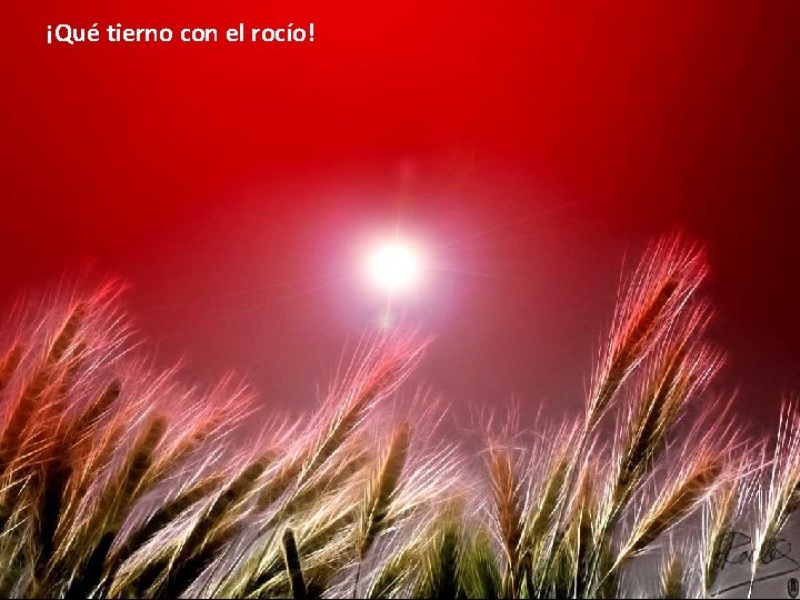 ¡Qué tierno con el rocío! ¡Qué tierno con el rocío!