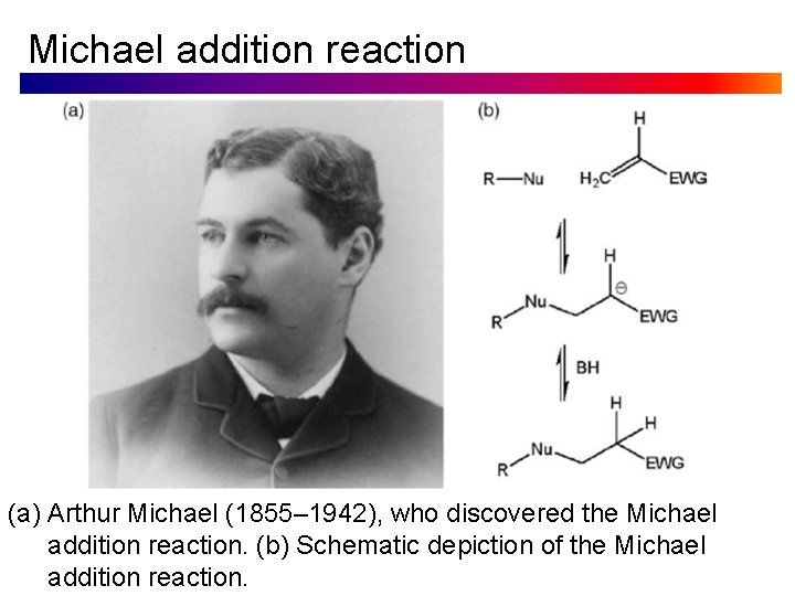 Michael addition reaction (a) Arthur Michael (1855– 1942), who discovered the Michael addition reaction.