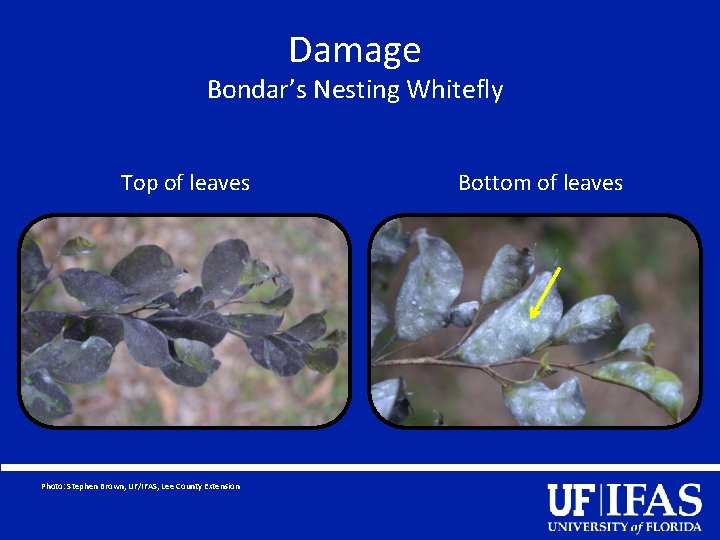 Damage Bondar’s Nesting Whitefly Top of leaves Photo: Stephen Brown, UF/IFAS, Lee County Extension